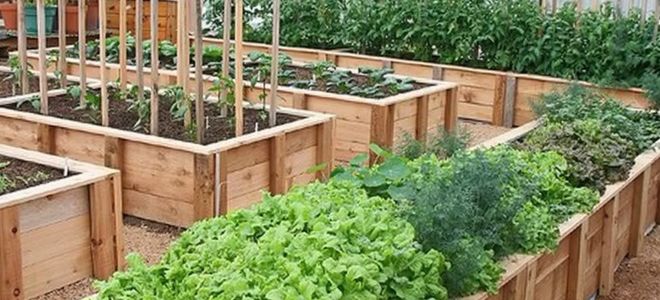 Устройство высоких грядок своими руками